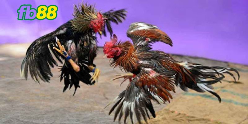 Bí quyết chơi đá gà cựa tròn giành thắng bất bại