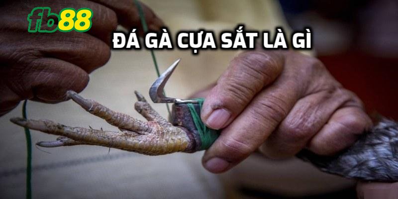 đá gà cựa sắt