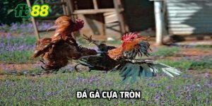 đá gà cựa tròn