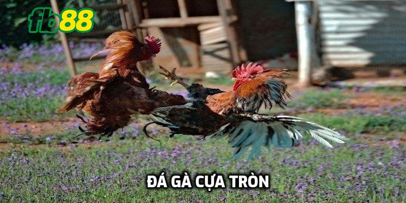 đá gà cựa tròn