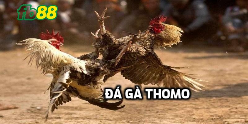 đá gà thomo