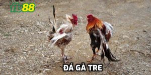 đá gà tre
