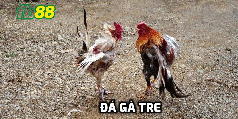 đá gà tre