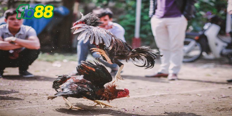 Khám phá quy tắc chọi gà cựa sắt dễ hiểu cho hội viên