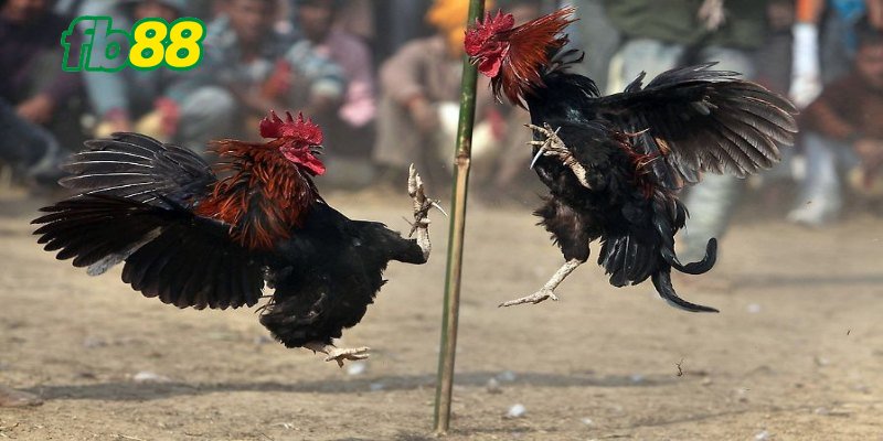 Tìm hiểu quy tắc chơi chọi gà cựa tròn dễ nắm bắt
