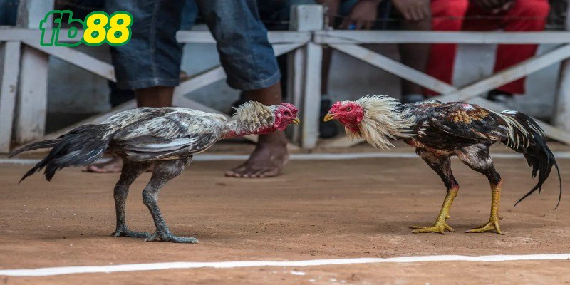 Tìm hiểu quy tắc chơi chọi gà thomo nhanh gọn