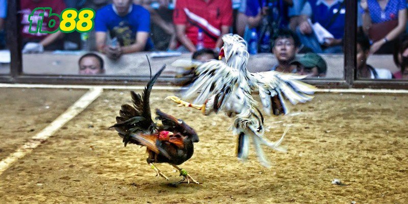 Tìm hiểu tổng quan thông tin đá gà cựa tròn