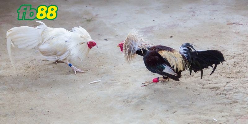 Tổng quan sơ lược về đá gà tre