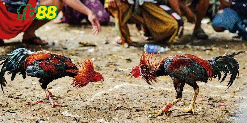 Trang bị kiến thức về luật chơi để đá gà tre hiệu quả hơn