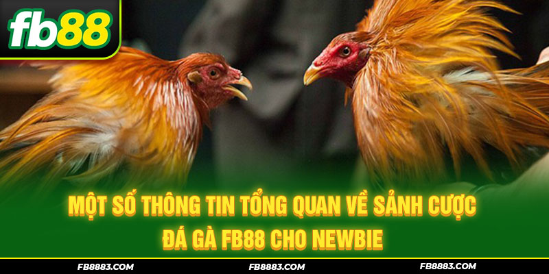 Một số thông tin tổng quan về sảnh cược đá gà FB88 cho Newbie
